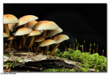 Fungi - poss Sulphur Tuft