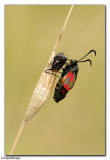 Six-Spot Burnet Moth (Zygaena filipendulae)