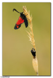 Six-Spot Burnet Moth (Zygaena filipendulae)