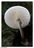Porcelain Fungi (Oudemansiella Mucida)