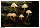 Fungi (unknown)