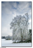 FrostyTree