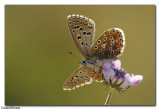 Chalkhill Blue (Lysandra coridon)