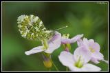 Orange Tip (Anthocharis cardamines)