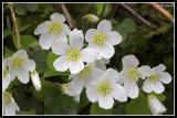 Wood Sorrel