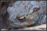 Toad