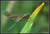 Downy Emerald - Male Teneral