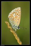 Common Blue (Polyommatus icarus)