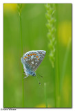 Common Blue Butterfly