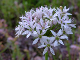 Allium canadense var. mobilense