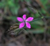 Dianthus armeria