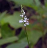 Polygala verticillata