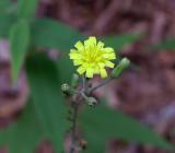 Hieracium gronovii