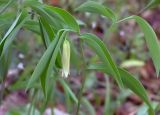 Uvularia sessilfolia