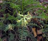 Astragalus crassicarpus var. trichocalyx