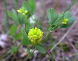 Trifolium campestre