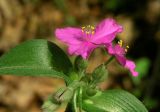 Tradescantia ernestiana