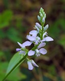 Polygala polygama