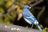 Blue Jay