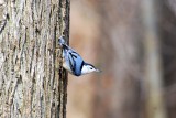 Nuthatch.JPG