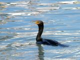 Double Crested Cormorant