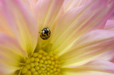 lady bug on Dahlia