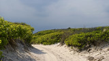 Fire Island Swale