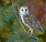 Barn Owl, Captured