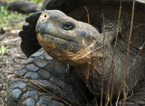 Giant Tortoise