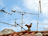 rooster or chicken on the roof