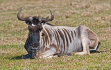 Wildebeest