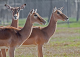 female impala