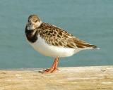 Ruddy Turnstone