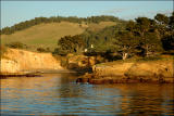 Whalers Cove, Point Lobos