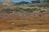 walking the trails at Ano Nuevo Island