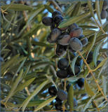 olives in California