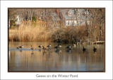 geese on the winter pond