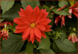 red zinnia