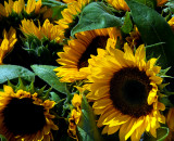 sunflower bouquet