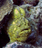 frog fish (Antennarius multiocellatus)