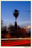 Palm at night