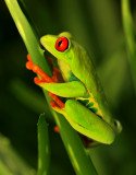 Red-eyed Tree Frog