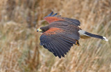 Harris Hawk