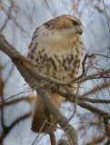 Redtail Hawk