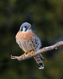 Kestrel