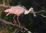 Roseate Spoonbill