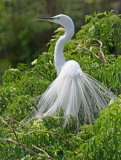 Great Egret