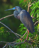 Tri-color Heron