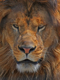 Male Lion