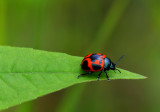 Swamp Milkweed Leaf Beetle (Labidomera clivicollis)